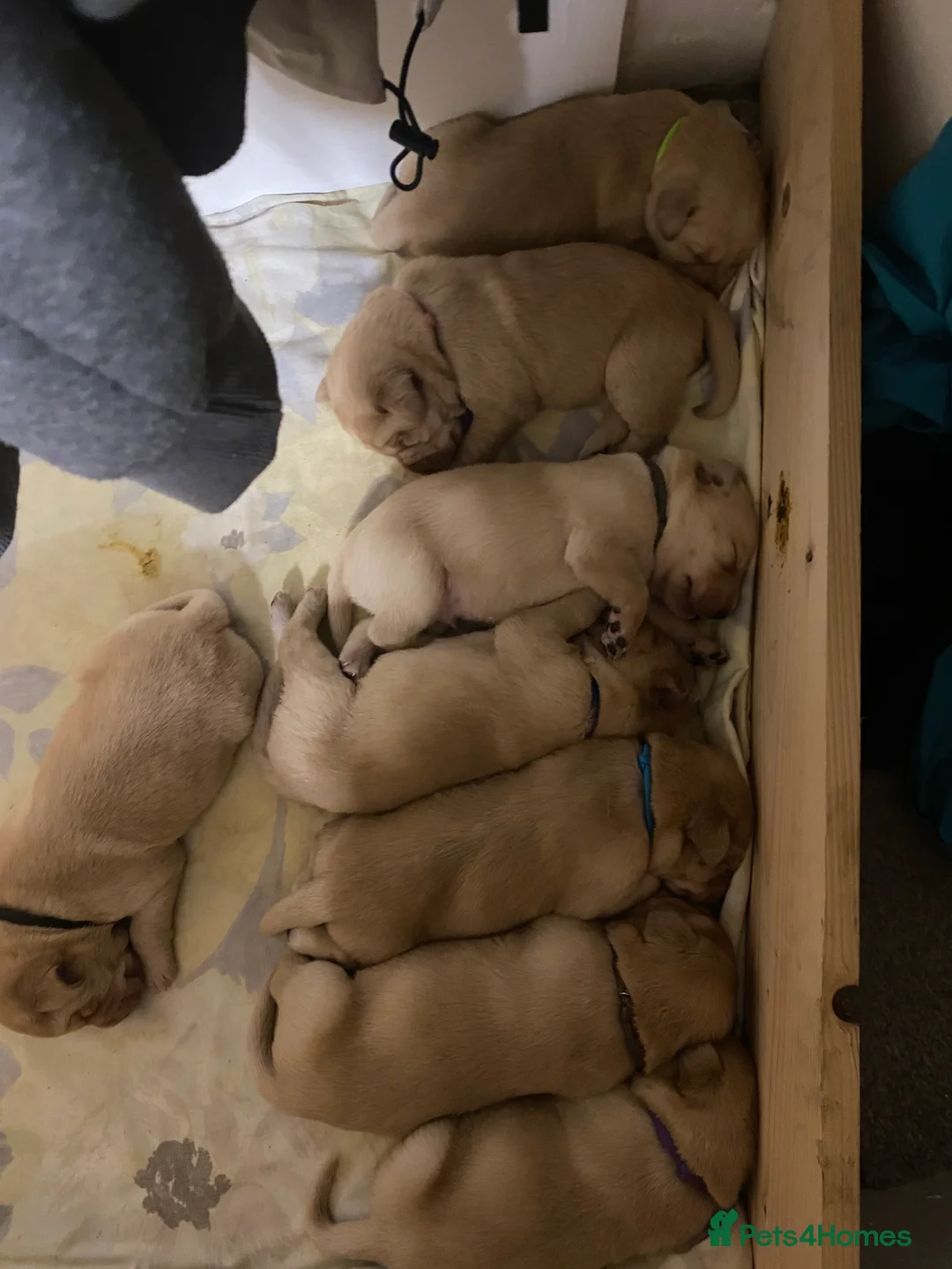 Labrador Retriever dogs for sale: * SOLD * Stunning litter of 9 golden labradors  - Advert 2
