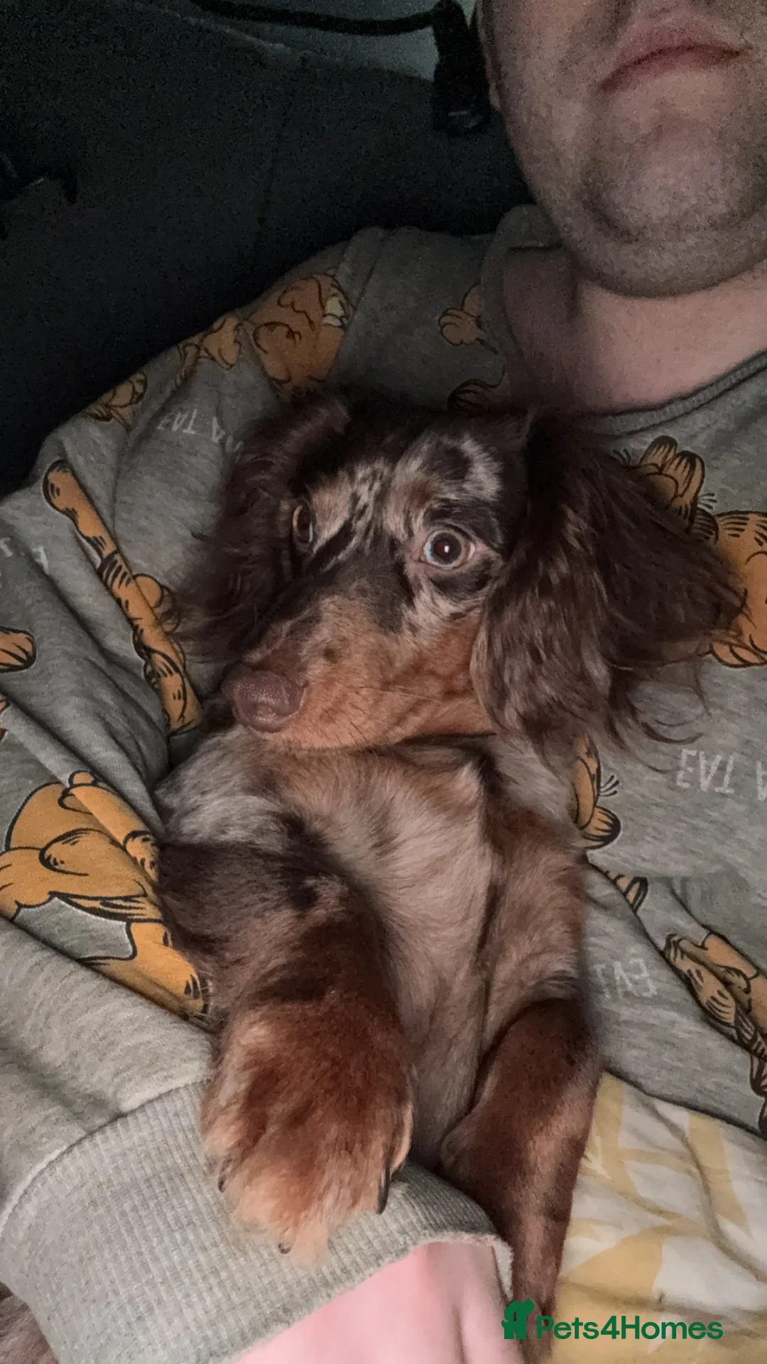 Miniature Dachshund dogs for sale: Lovely Tan Dapple, Miniature Dachshund, F, REHOME - Advert 3