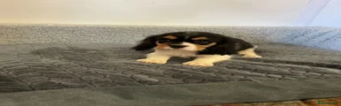 Cavalier King Charles Spaniel 1