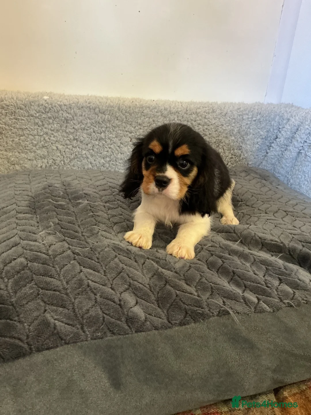 Cavalier King Charles Spaniel dogs for sale: Cavalier king charles  in Doncaster - Advert 2