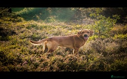 Labrador Retriever dogs for stud: FOX RED Health Tested KC Labrador Retriever - Advert 3