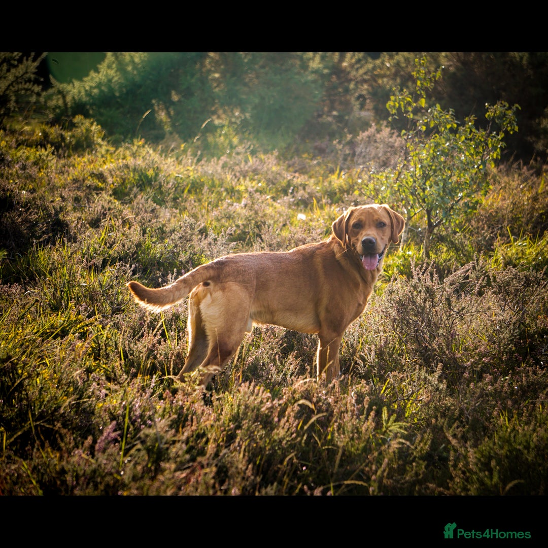 Labrador Retriever dogs for stud: FOX RED Health Tested KC Labrador Retriever - Advert 3