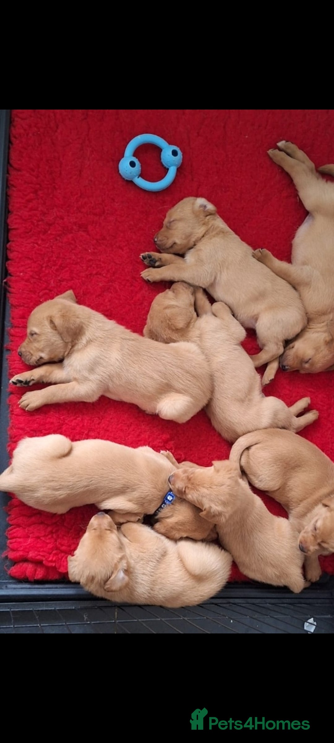 Labrador Retriever dogs for sale: Red fox labrador puppy Female ready to leave  - Image 8
