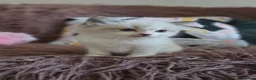 Ragdoll cats for sale: GCCF Registered Gorgeous Kittens  - Advert 15