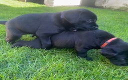 Labrador Retriever dogs for sale: Beautiful Labrador Puppies – 5 Girls & 3 Boys - Image 19