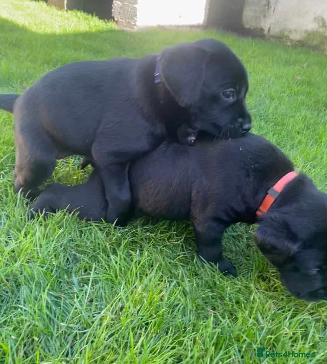 Labrador Retriever dogs for sale: Beautiful Labrador Puppies – 5 Girls & 3 Boys - Image 19