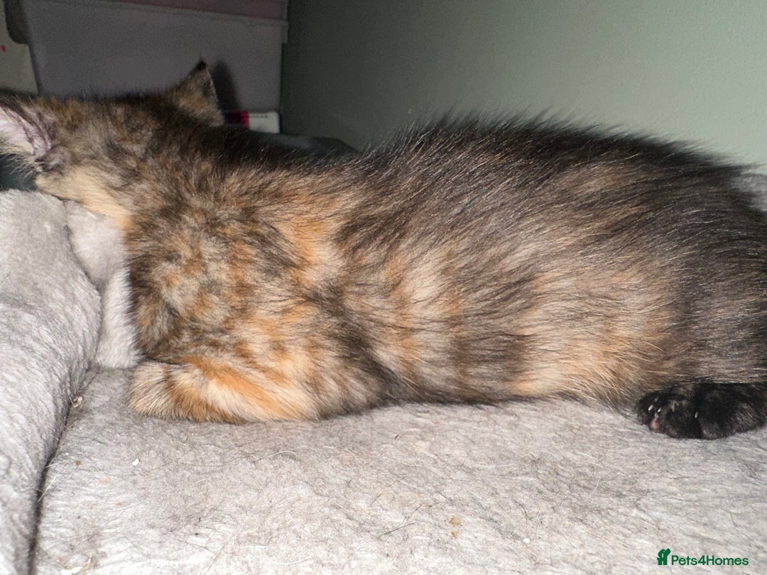 Domestic Shorthair cats for sale: Cute kittens in Dagenham - Image 39