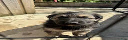 German Shepherd dogs for sale: Top Quality German Shephard one girl left - Advert 16