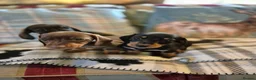 Miniature Dachshund dogs for sale: 3 Smooth haired Miniature Dachshund boys - Advert 11