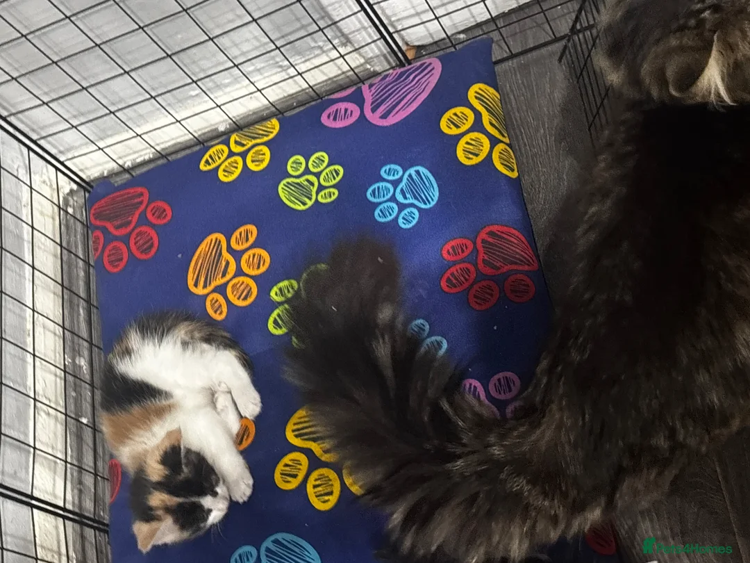 Mixed Breed cats for sale: 2 stunning bengal x mainecoon girls  - Advert 14