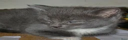 Mixed Breed cats for sale: 2 female kittens  - Advert 4