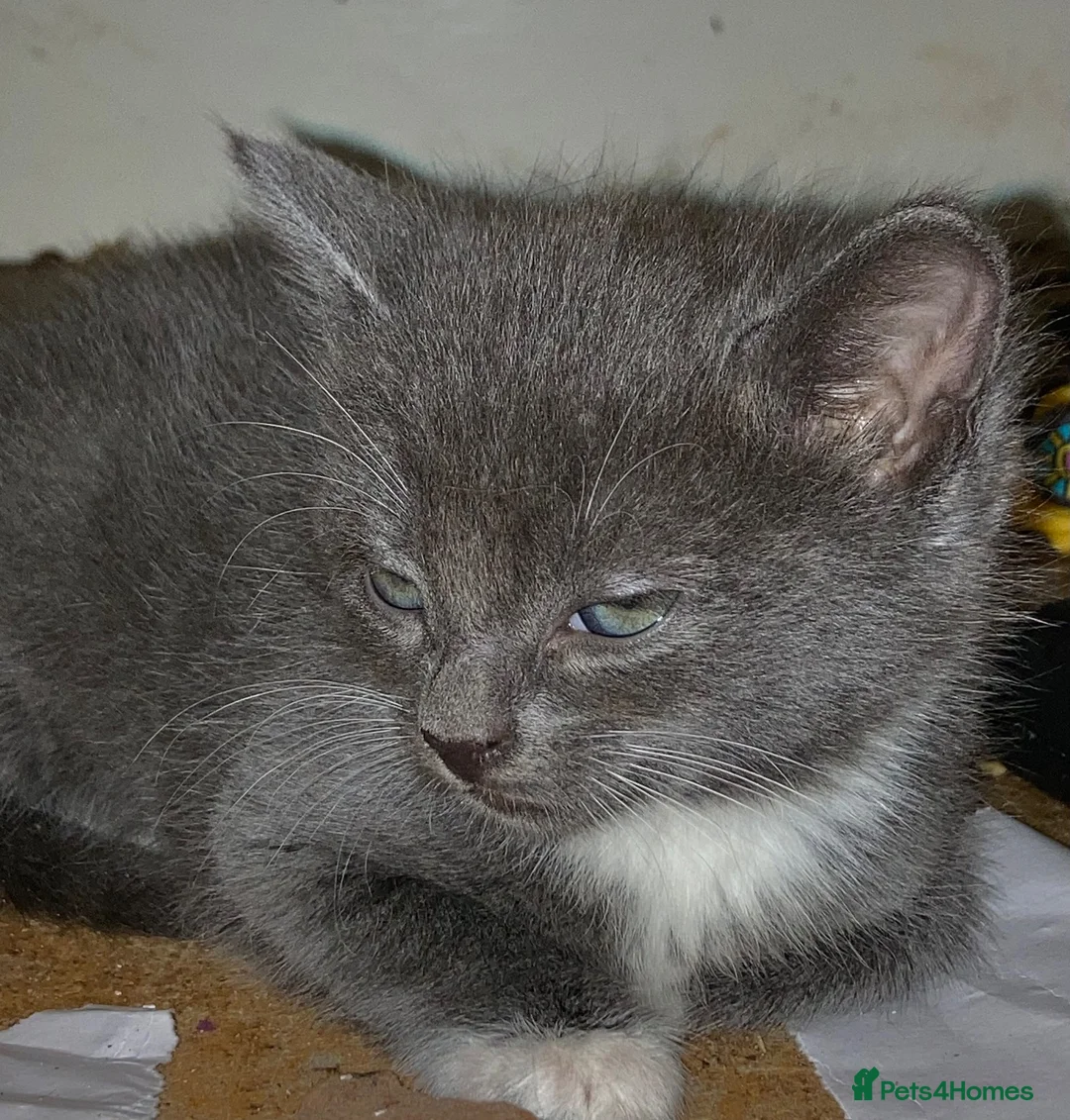Mixed Breed cats for sale: 2 female kittens  - Advert 4