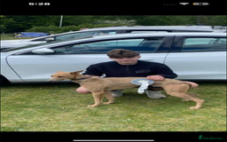 Whippet dogs for sale: Stunning whippet puppies - Advert 1