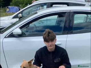 Whippet dogs for sale: Stunning whippet puppies - Advert 1