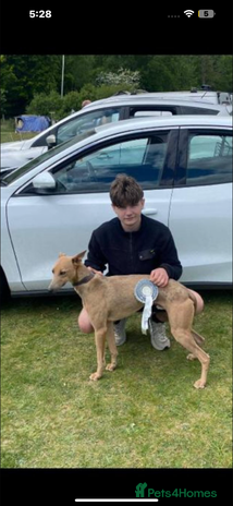 Whippet dogs Stunning whippet puppies - Advert 1