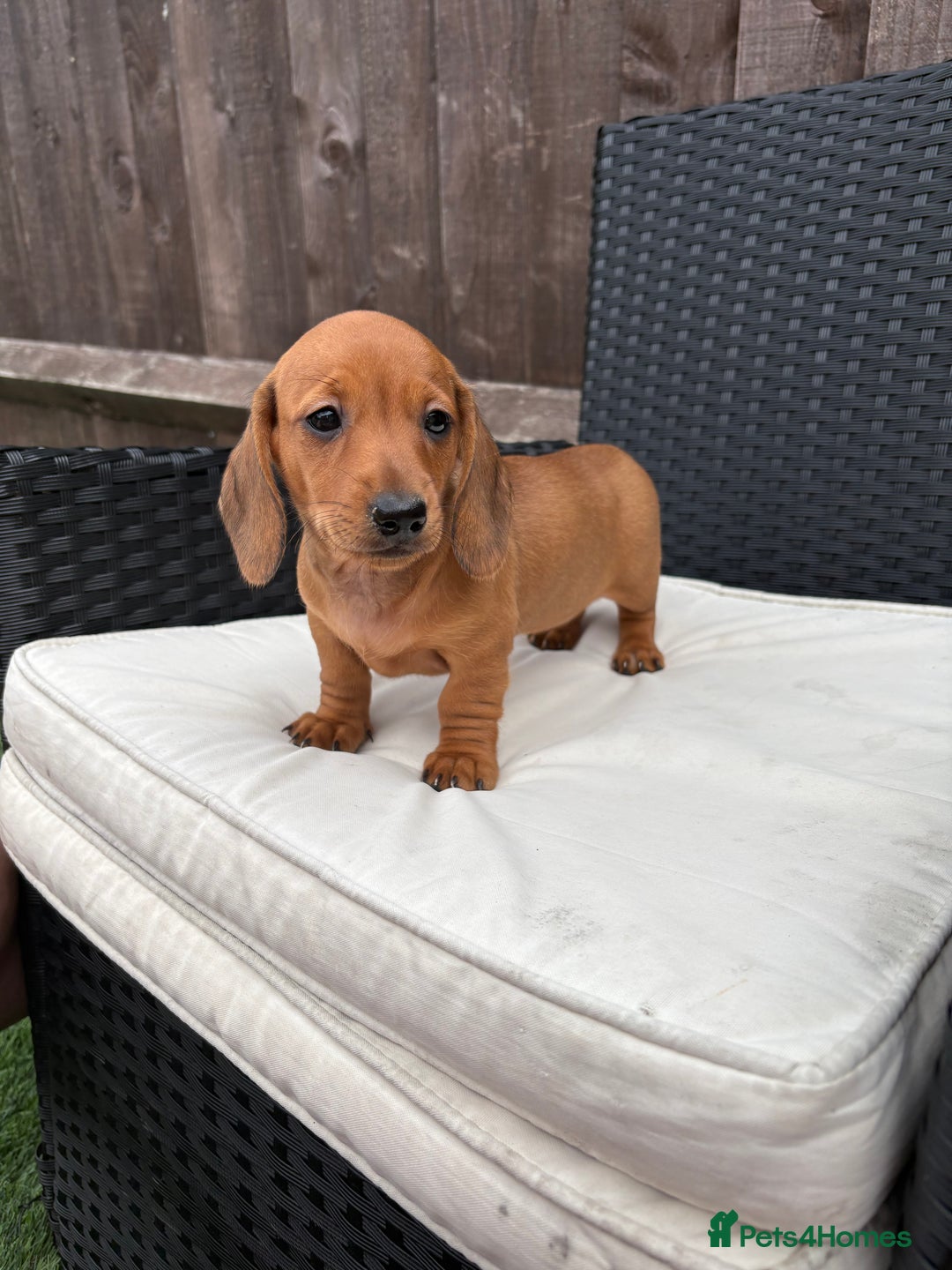 Miniature Dachshund dogs for sale: 3 stunning miniature daxies ❤️ - Image 7