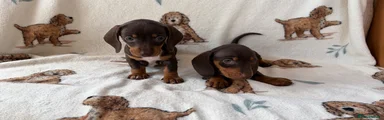 Dachshund 3