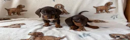 Dachshund dogs for sale: Dachshund puppies for sale  in Basildon - Advert 18