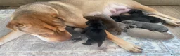 Shar Pei dogs for sale: Stunning shar pei puppies - Advert 1