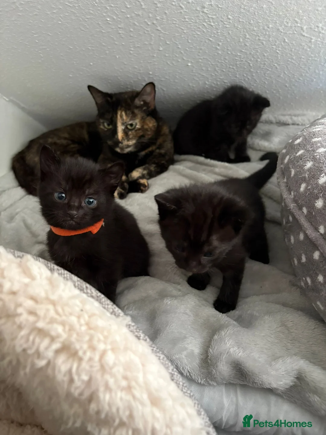 Mixed Breed cats for sale: 3 black mixed breed kittens ready 26th may - Advert 14