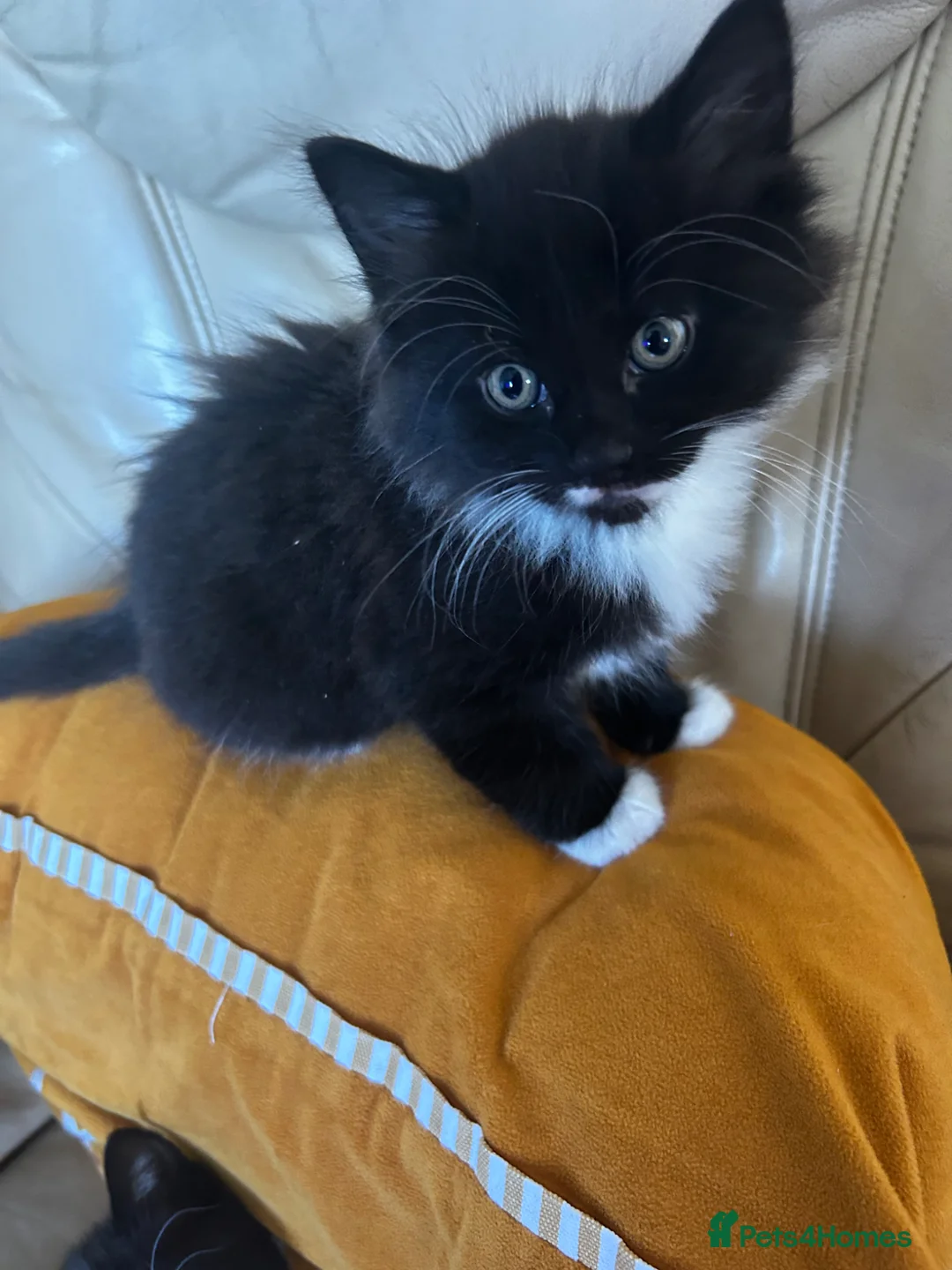 Mixed Breed cats for sale: 4 kittens for sale - Advert 4