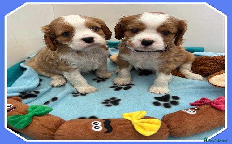 Cavalier King Charles Spaniel dogs - Advert 3