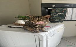 Bengal cats for sale: Beautiful kittens  - Image 12