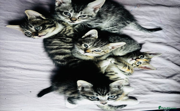 British Shorthair cats - Advert 2
