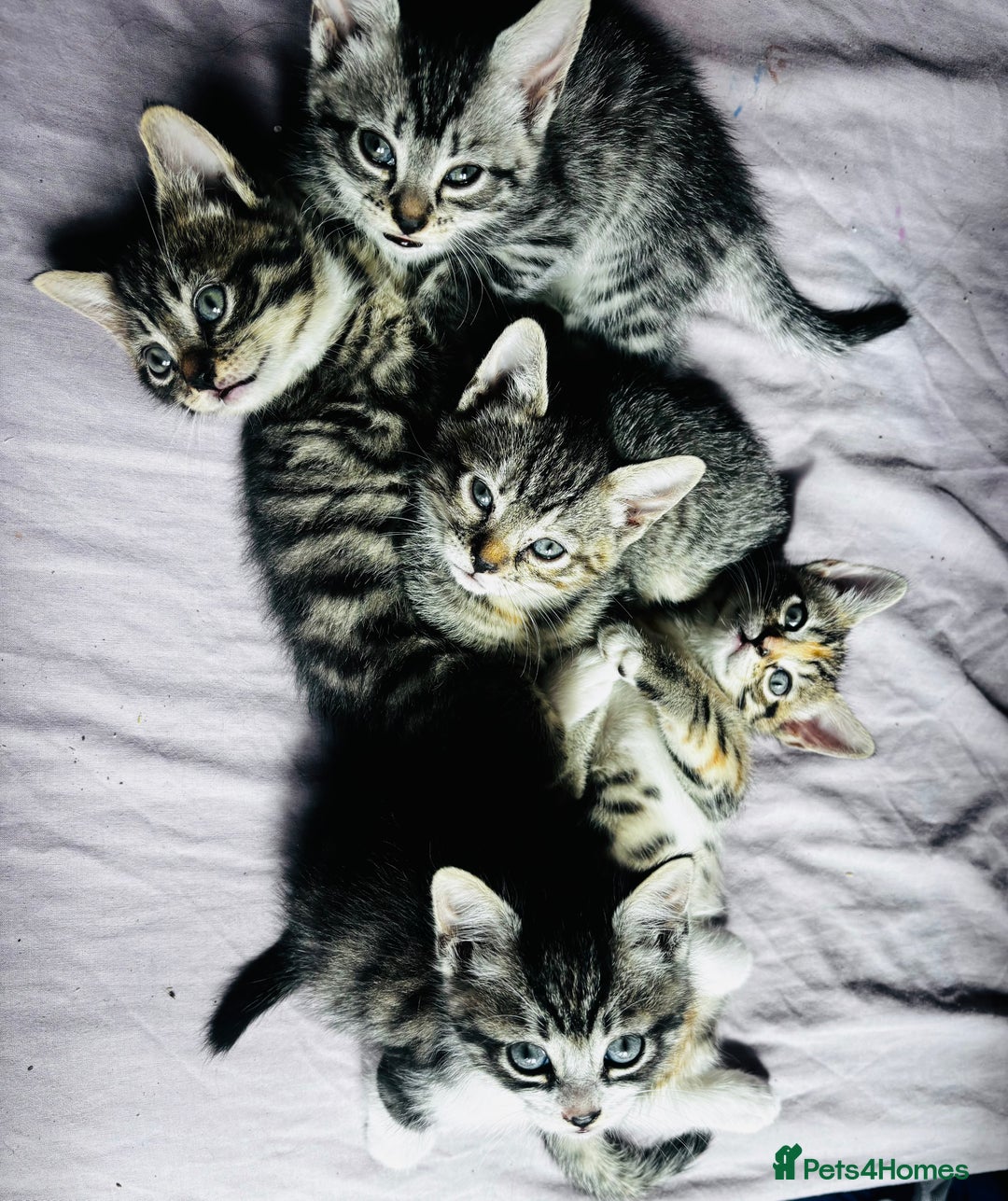 British Shorthair cats for sale: Gorgeous kittens ready soon 3 girls 😍 - Image 1