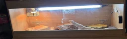 Bearded Dragon reptiles for sale: Bearded dragon  in Birmingham - Advert 6