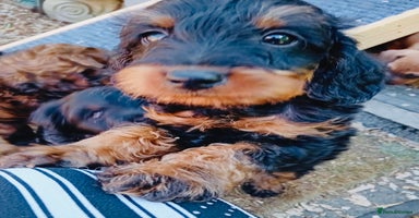 Mixed Breed dogs - Advert 14