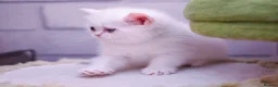 Scottish Fold cats for sale: Scottish fold and straight girls - Advert 36