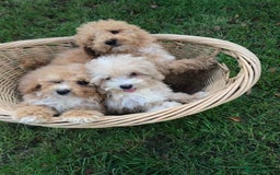 Cavapoochon dogs for sale: Cavapoochon puppys  - Image 2