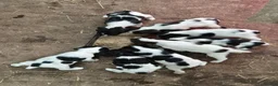 English Springer Spaniel dogs for sale: Springer Spaniel Puppies  - Advert 3
