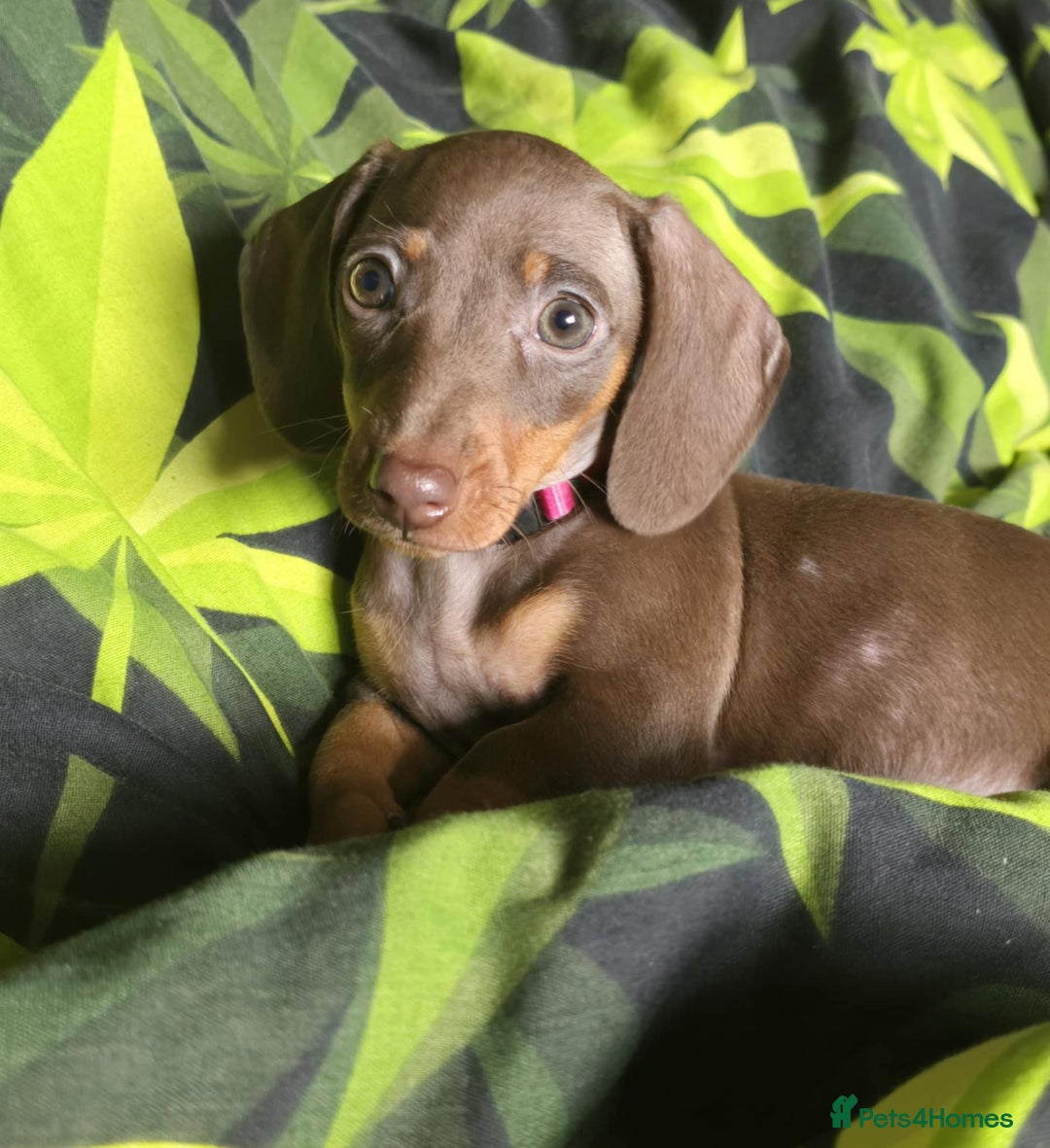 Miniature Dachshund dogs for sale: Miniature dachshunds  - Image 3