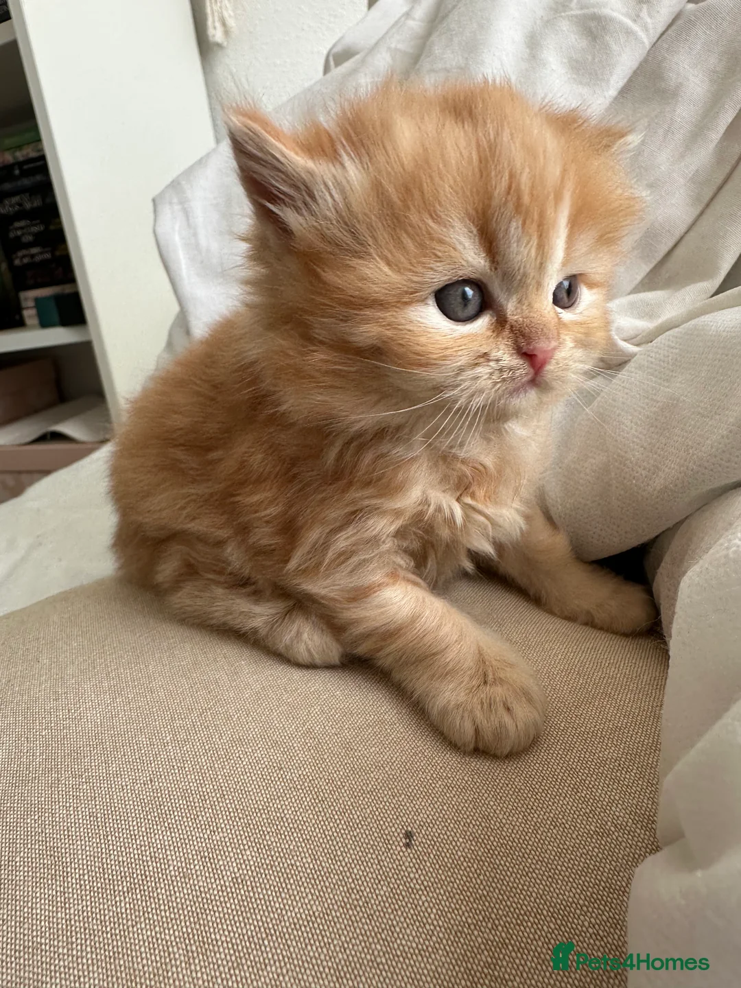 Siberian cats for sale: Fluffy red Siberian Kittens!! - Advert 2