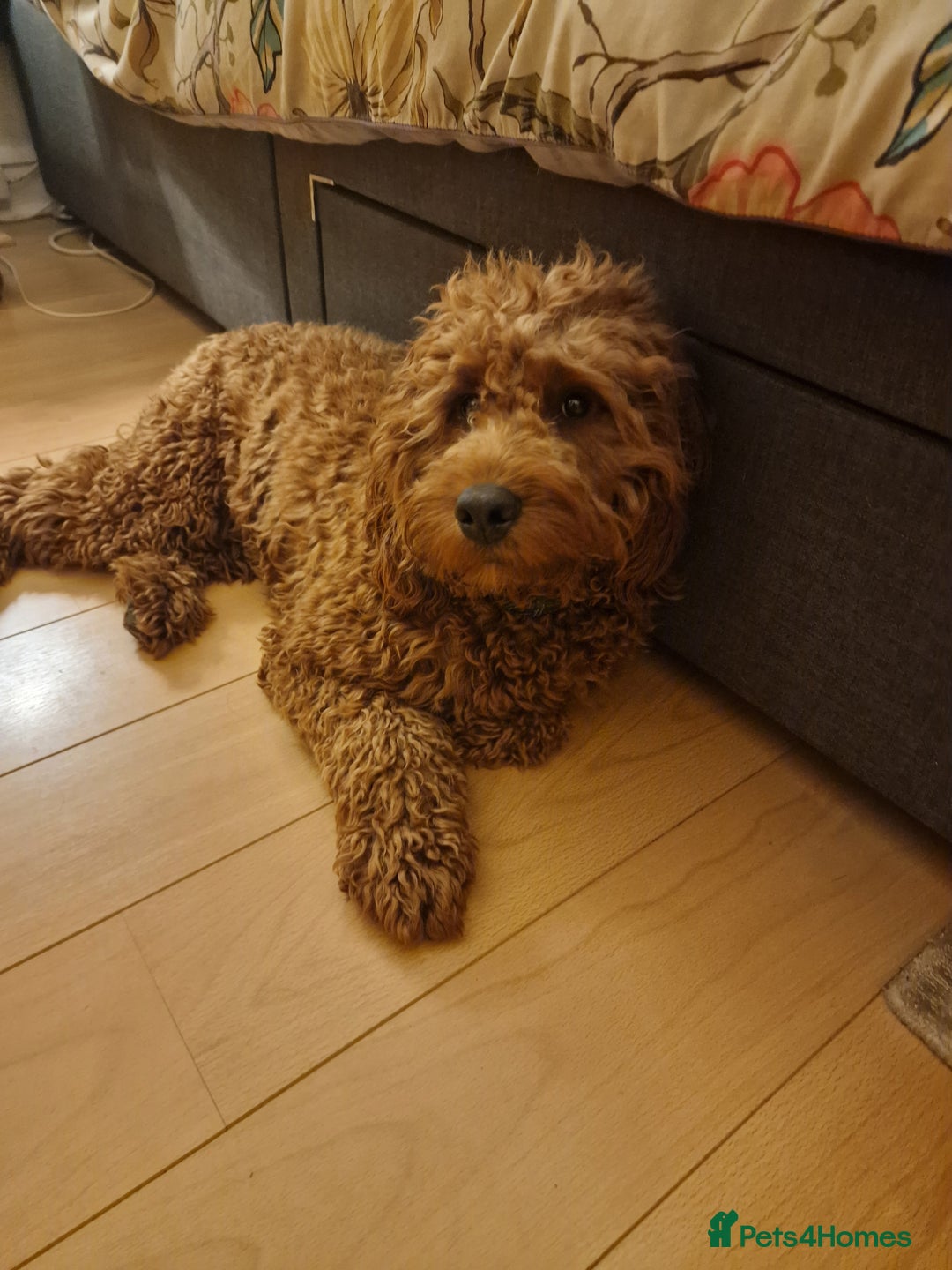Cockapoo dogs for sale: Bobbie a beautiful dog - Advert 2