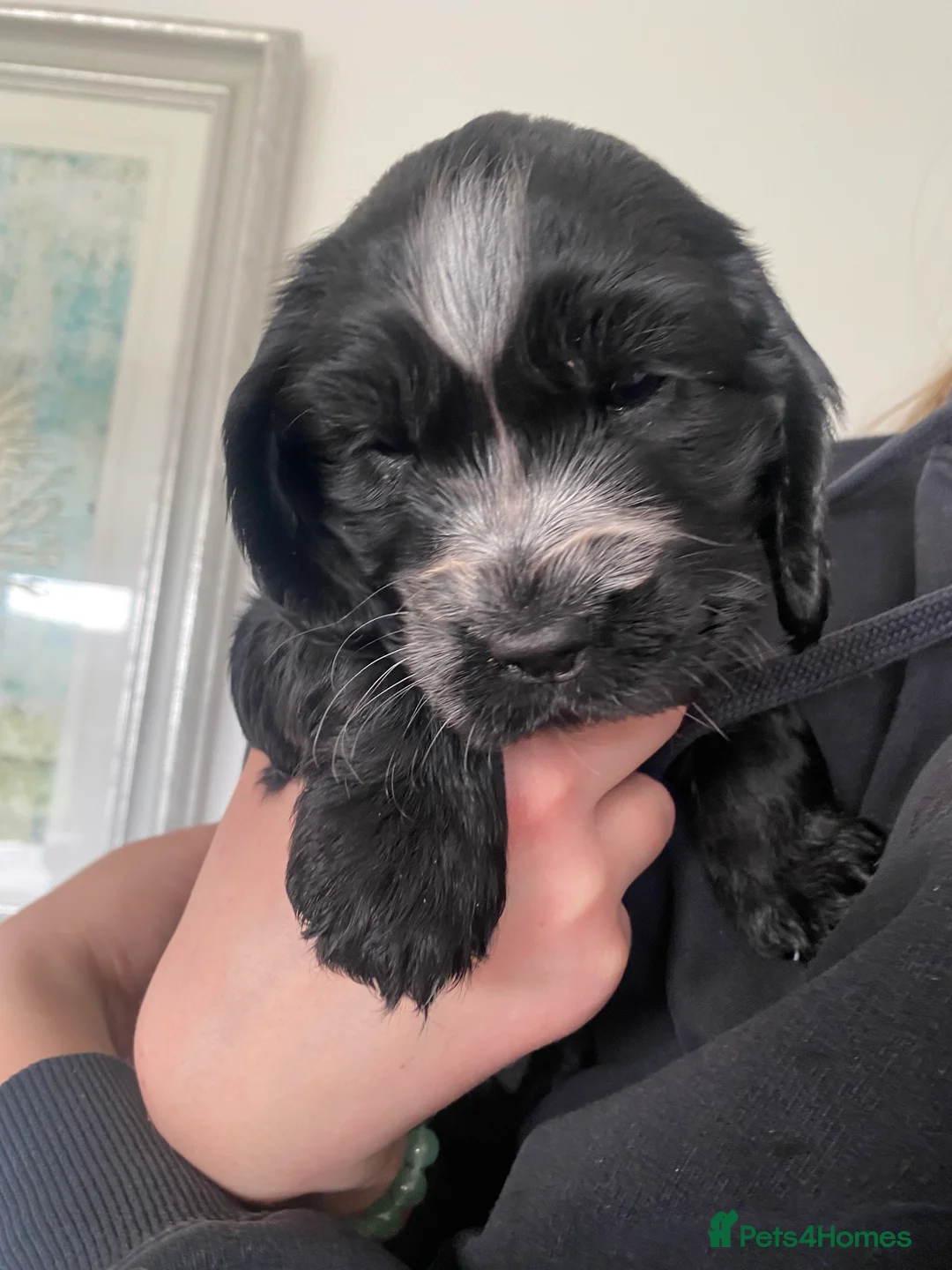 Cocker Spaniel dogs for sale: Cocker Spaniel Show Type Puppies  - Advert 19