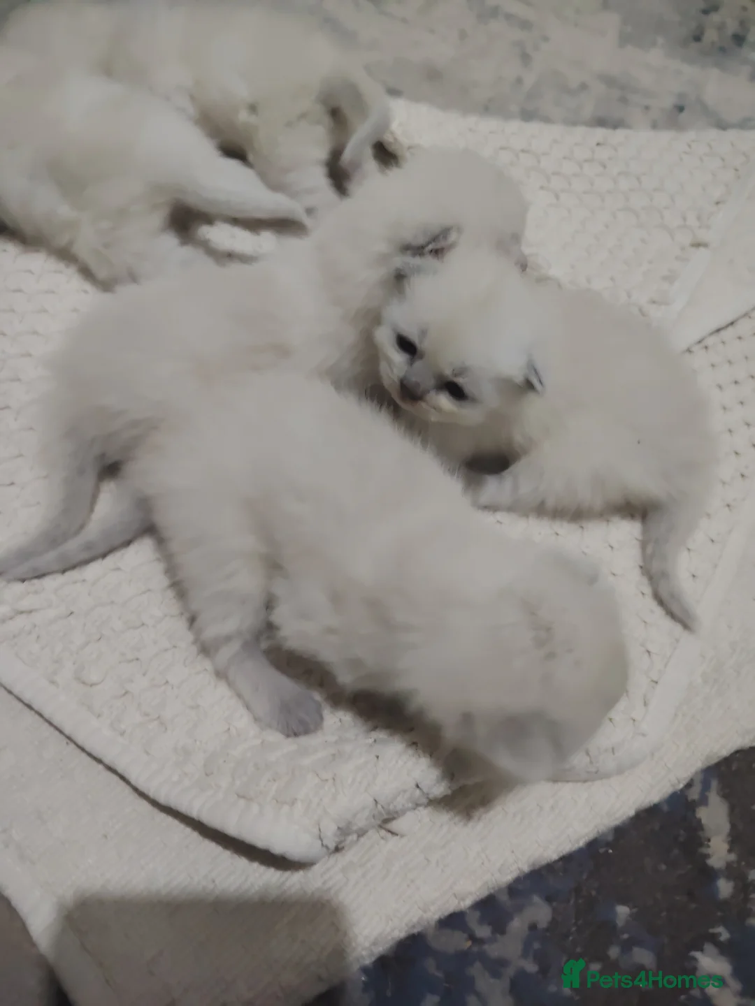 Ragdoll cats for sale: Blue Point fluffy Ragdoll kittens  in Leicester - Advert 2