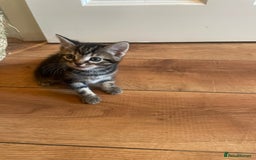 Mixed Breed cats for sale: Male kittens - Image 2