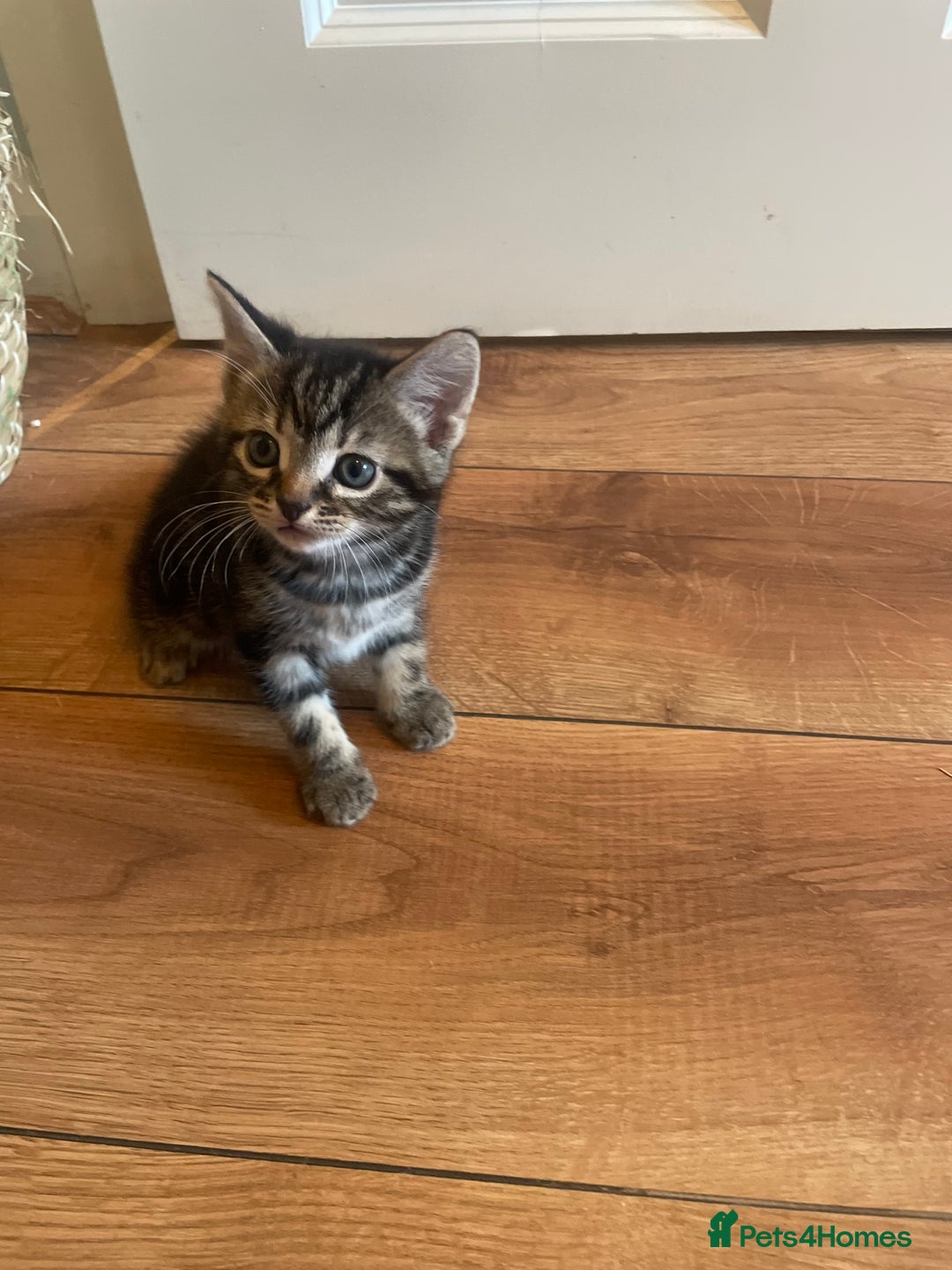 Mixed Breed cats for sale: Male kittens - Image 2