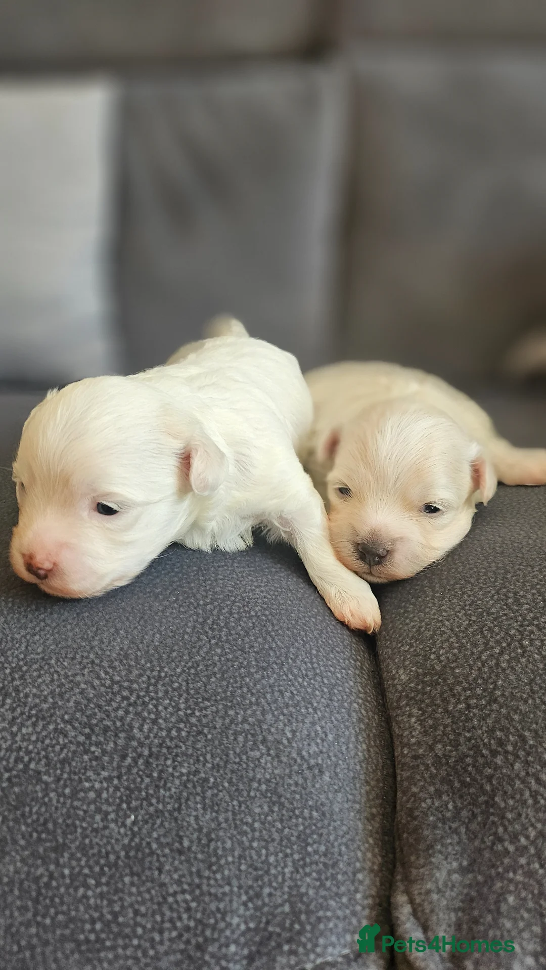 Mixed Breed dogs for sale: Bichon and Maltese mix - Advert 2