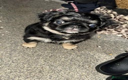 Pug dogs for sale: Scar fluffy pug - Image 4