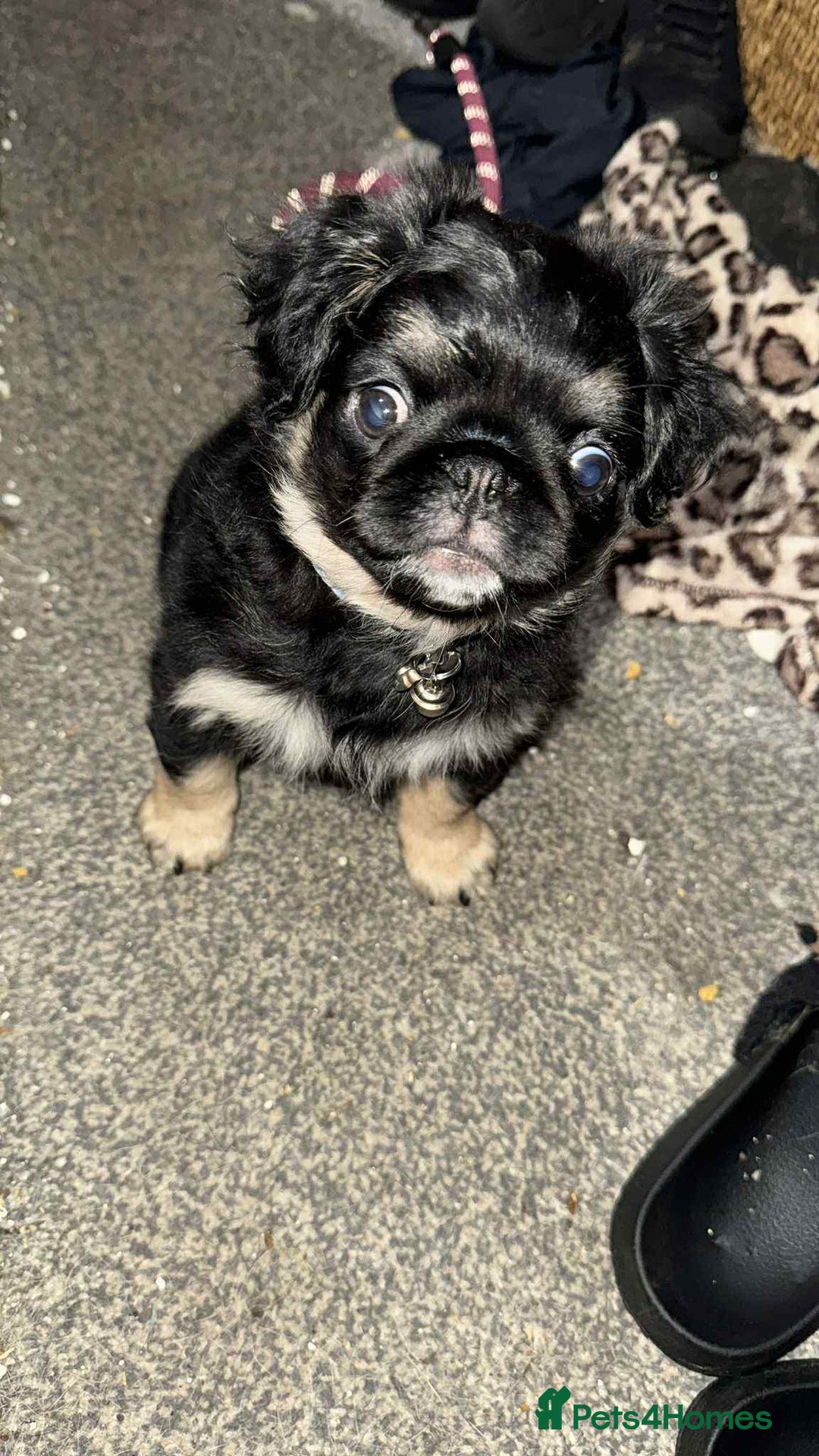 Pug dogs for sale: Scar fluffy pug - Image 4