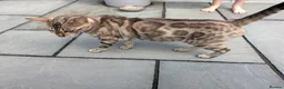Bengal cats for sale: READY!! TICA registered pure bred Bengal kittens  - Advert 32
