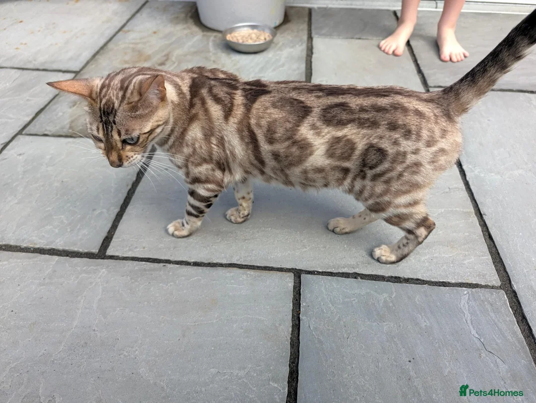 Bengal cats for sale: READY!! TICA registered pure bred Bengal kittens  - Advert 32