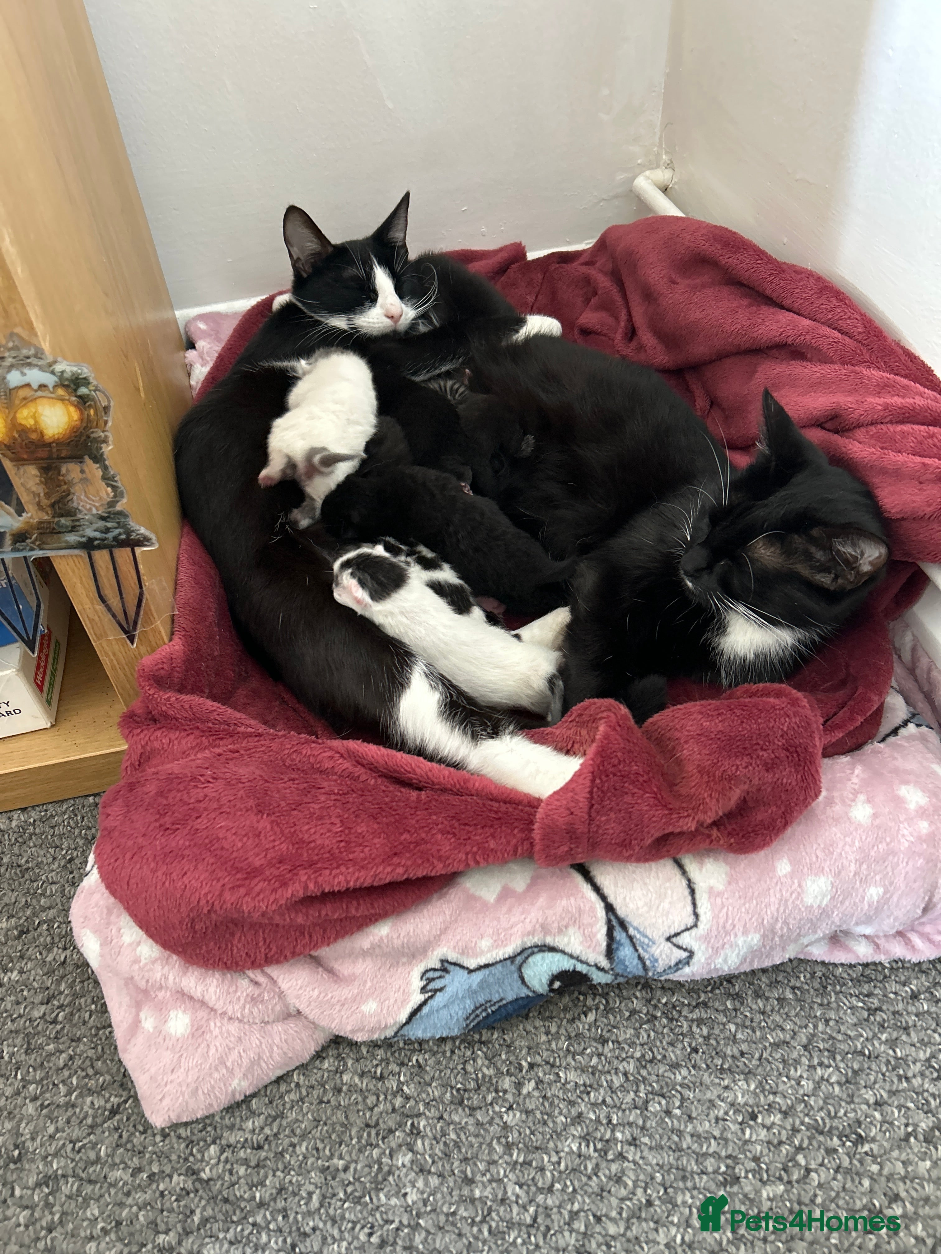 Mixed Breed cats Gorgeous rare kittens  - Advert 8