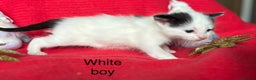 Mixed Breed cats for sale: Black and White fluffy kittens  - Advert 9