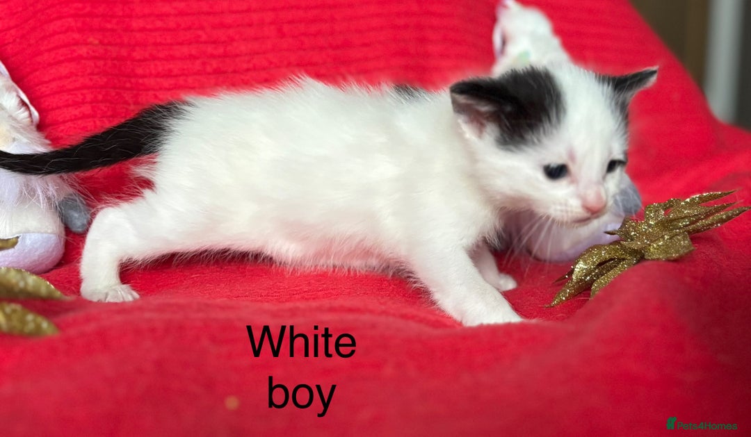 Mixed Breed cats for sale: Black and White fluffy kittens  - Advert 9