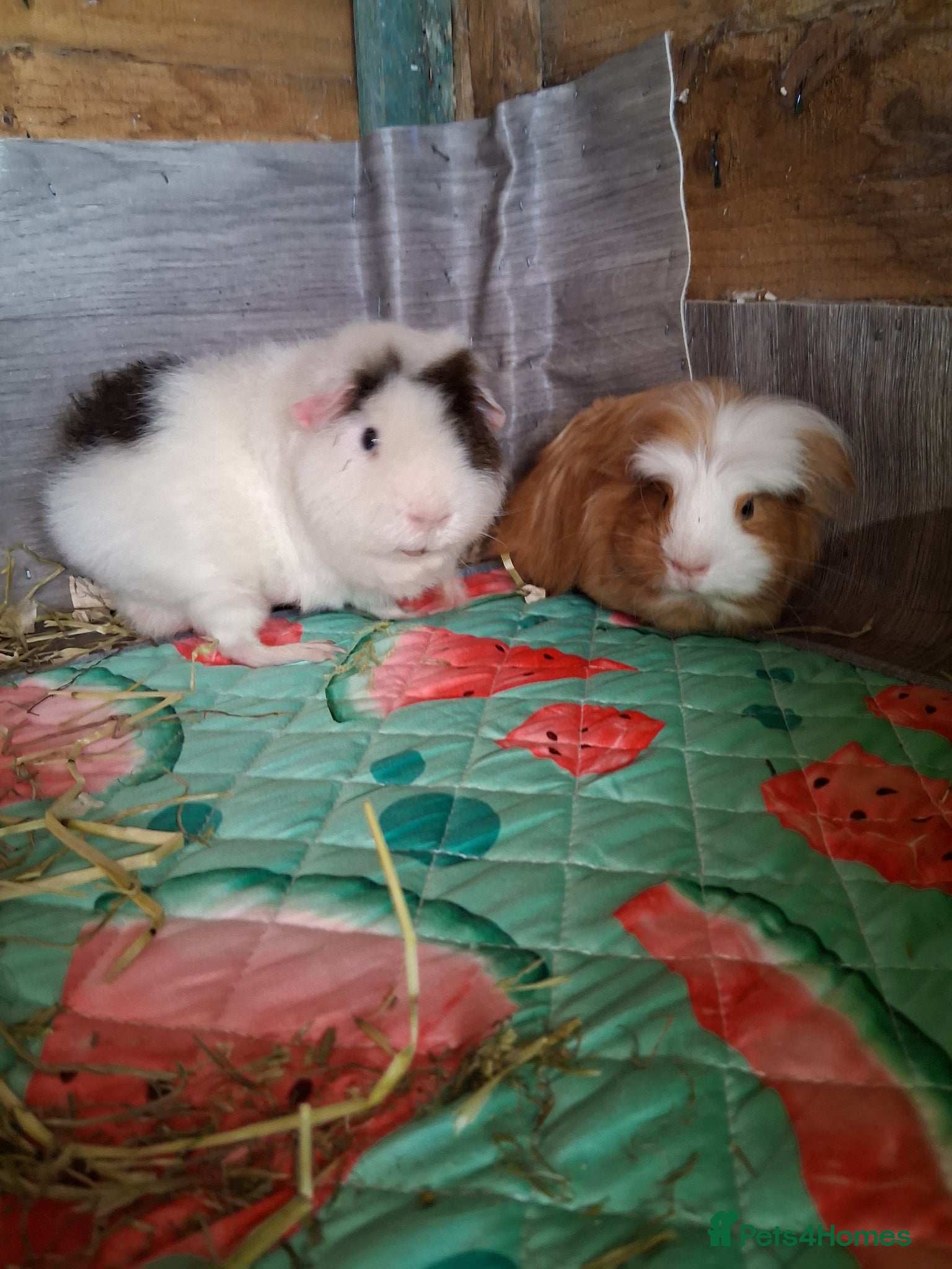 Guinea Pig rodents Guinea pig boars - Advert 2